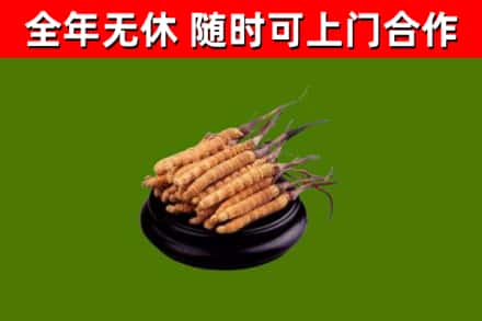 鼓楼回收冬虫夏草